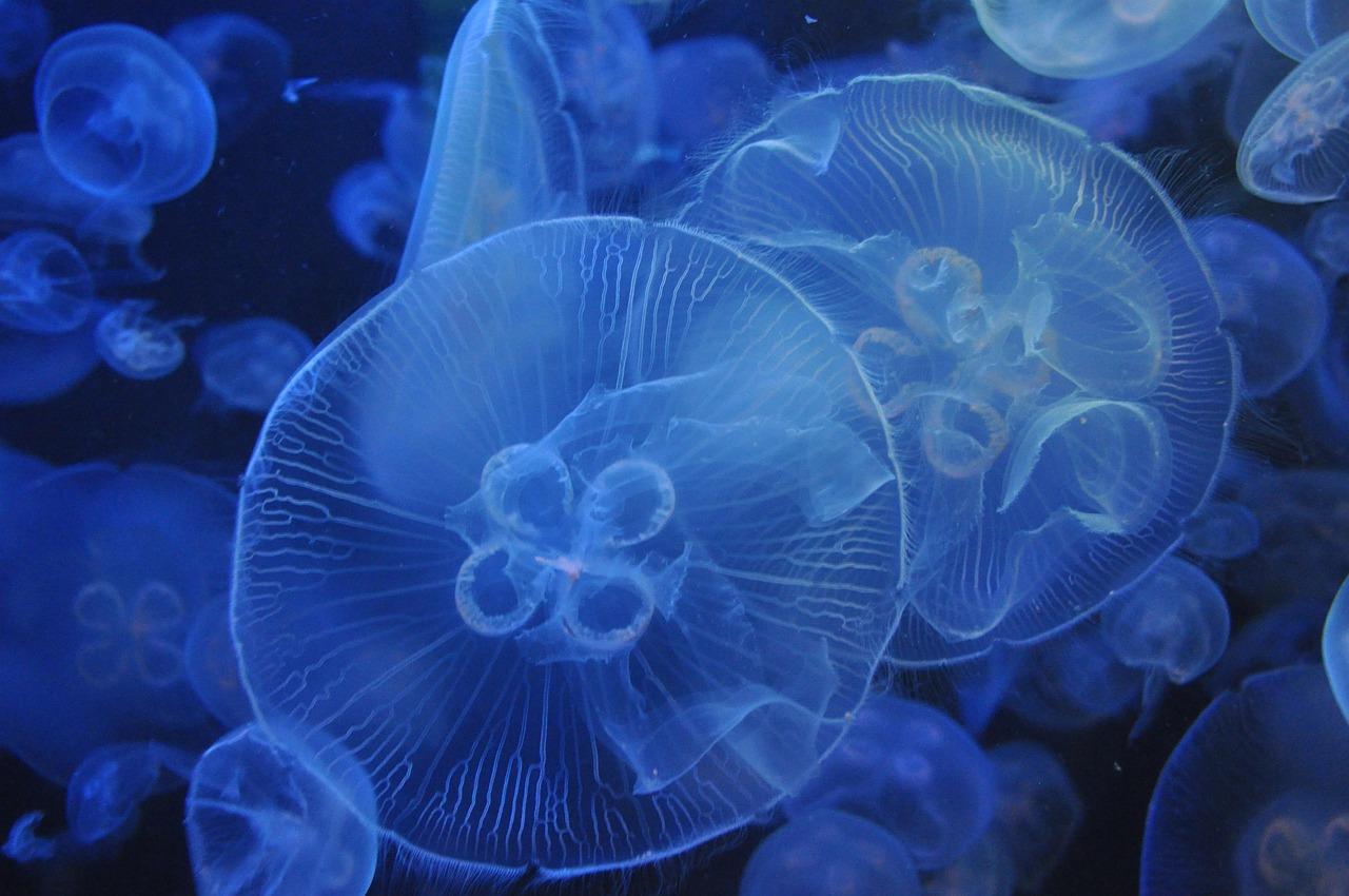 Morskie stworzenie w Grand Aquarium