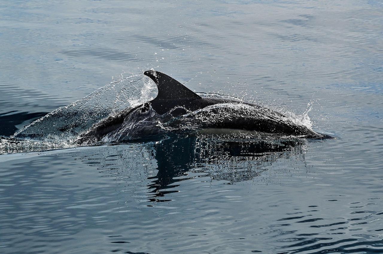 Delfin w Dolphin World