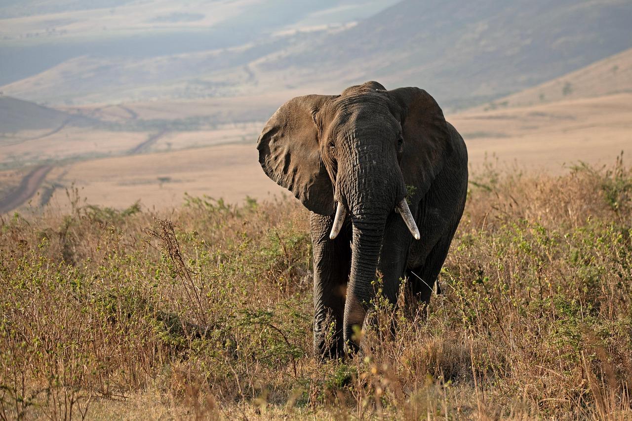 Tanzania: ile kosztuje tydzień wyjazdu — przykładowy budżet?