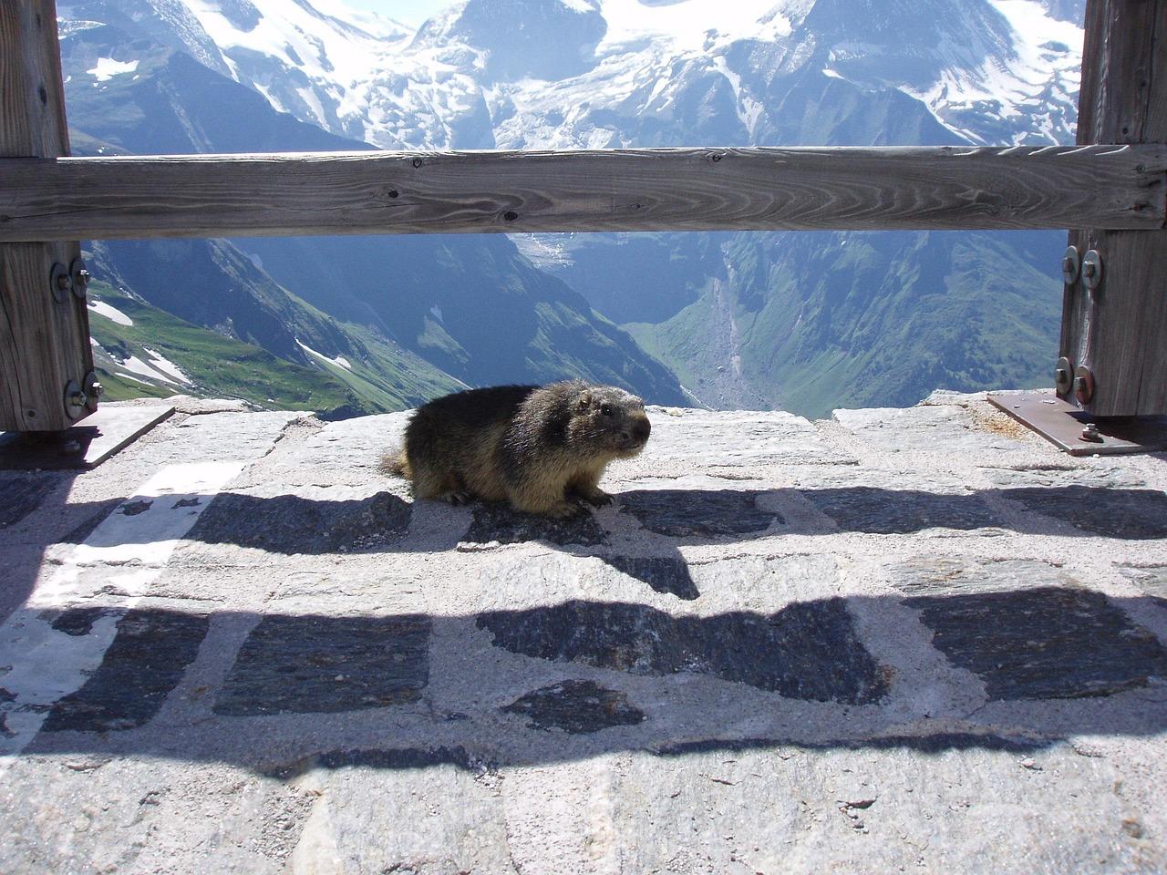 Widok na Grossglockner w Austrii