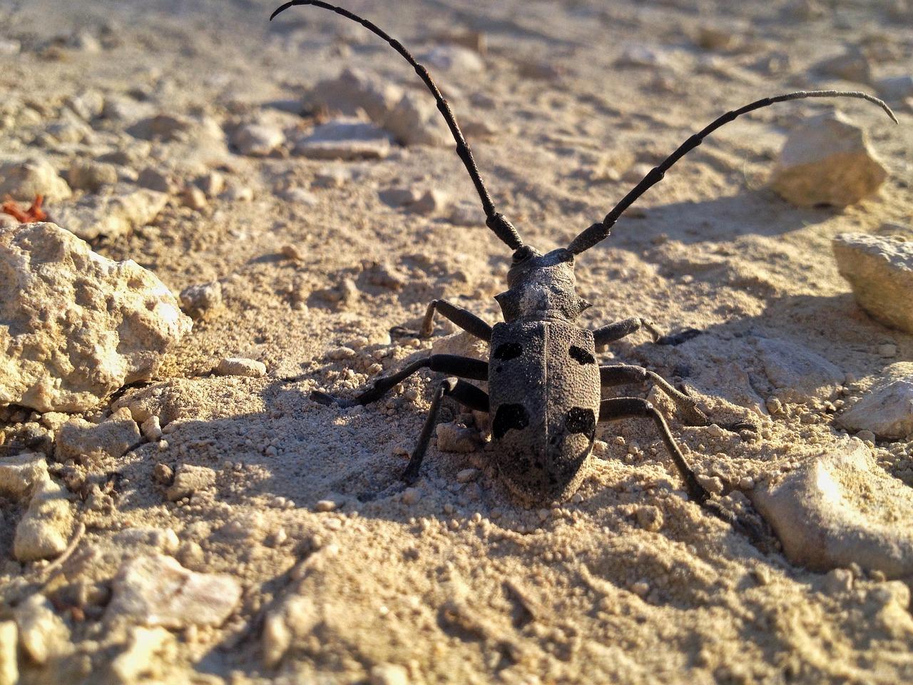 Zjednoczone Emiraty Arabskie: kiedy jechać? pogoda i najlepsze miesiące?