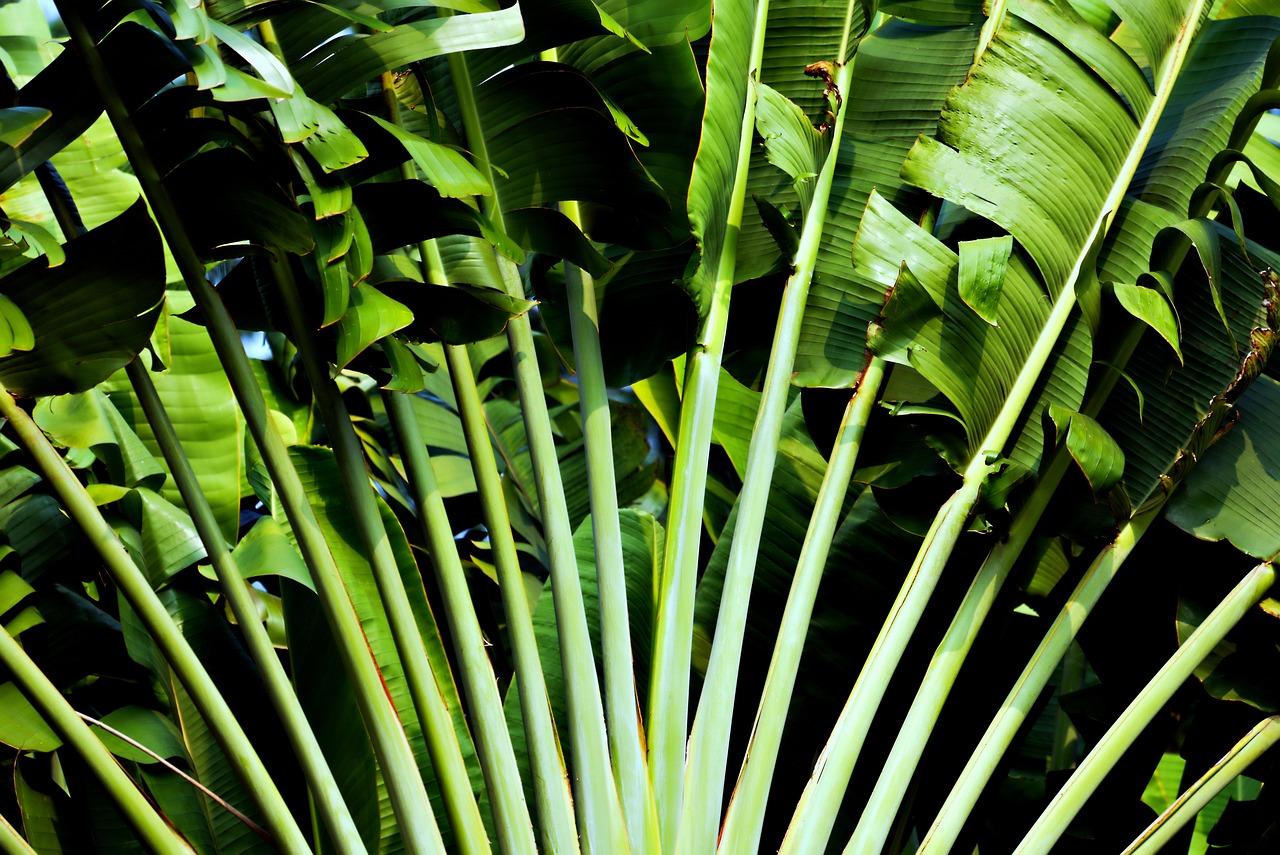 Tropikalne rośliny w Cairns Botanic Gardens