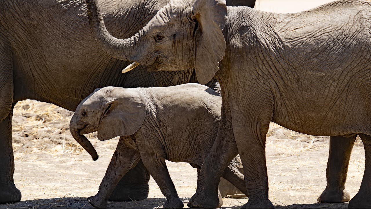 Zwierzęta na safari w Tanzanii