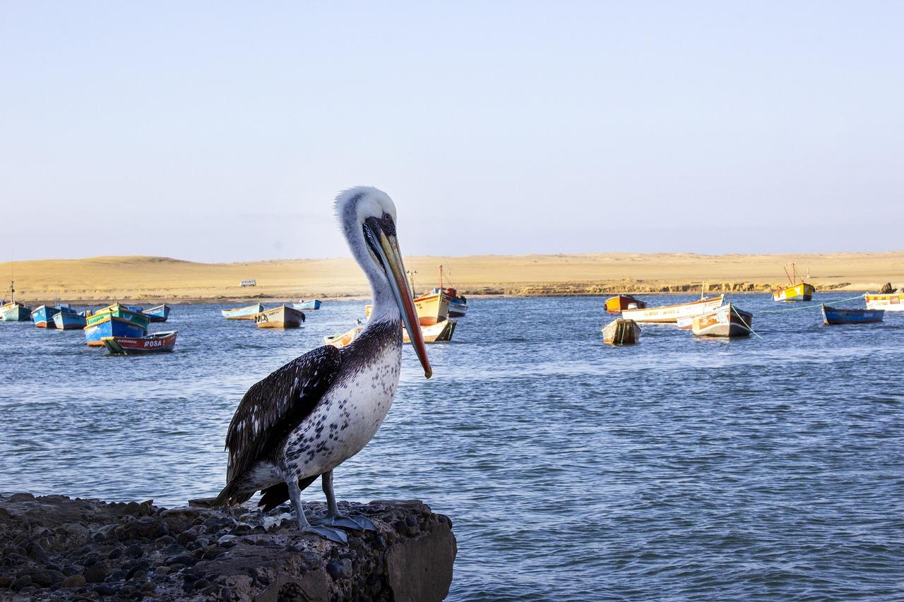 Paracas: gdzie zjeść — lokalne klasyki i street food?