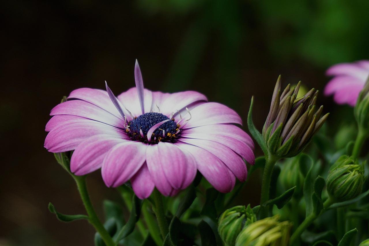 Ogród botaniczny w Maladze