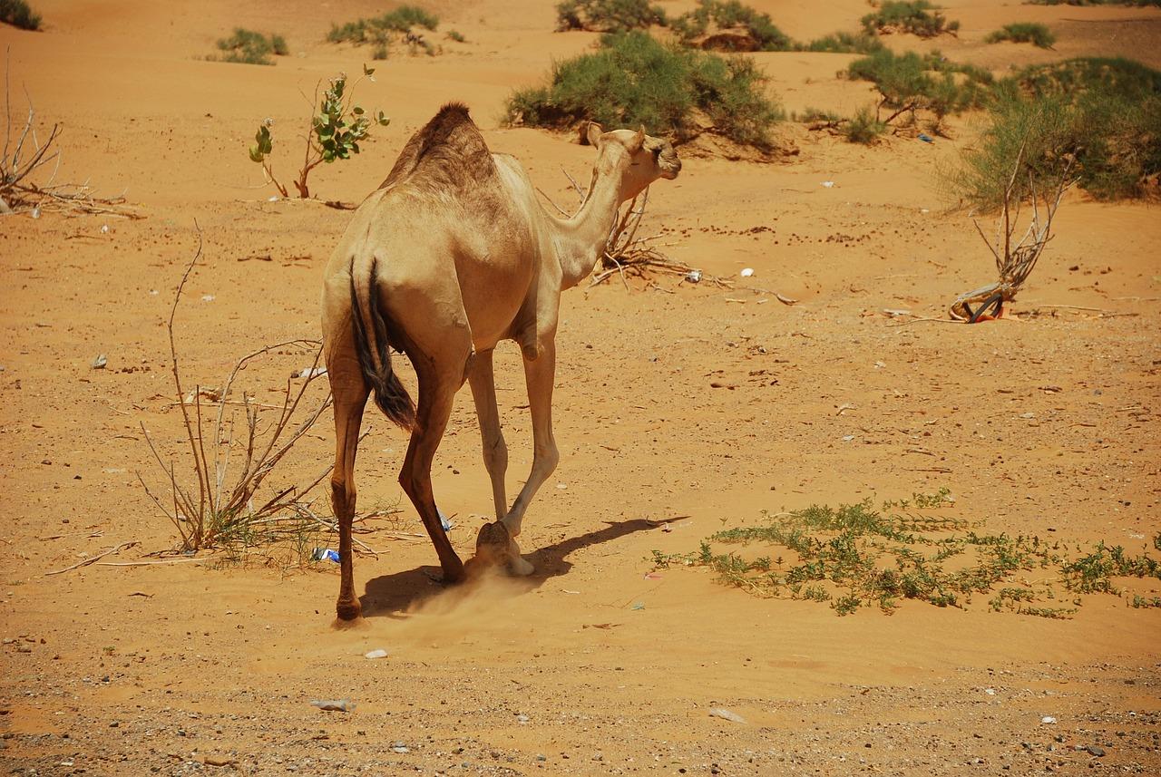 Zachód słońca w Ras al-Khaimah