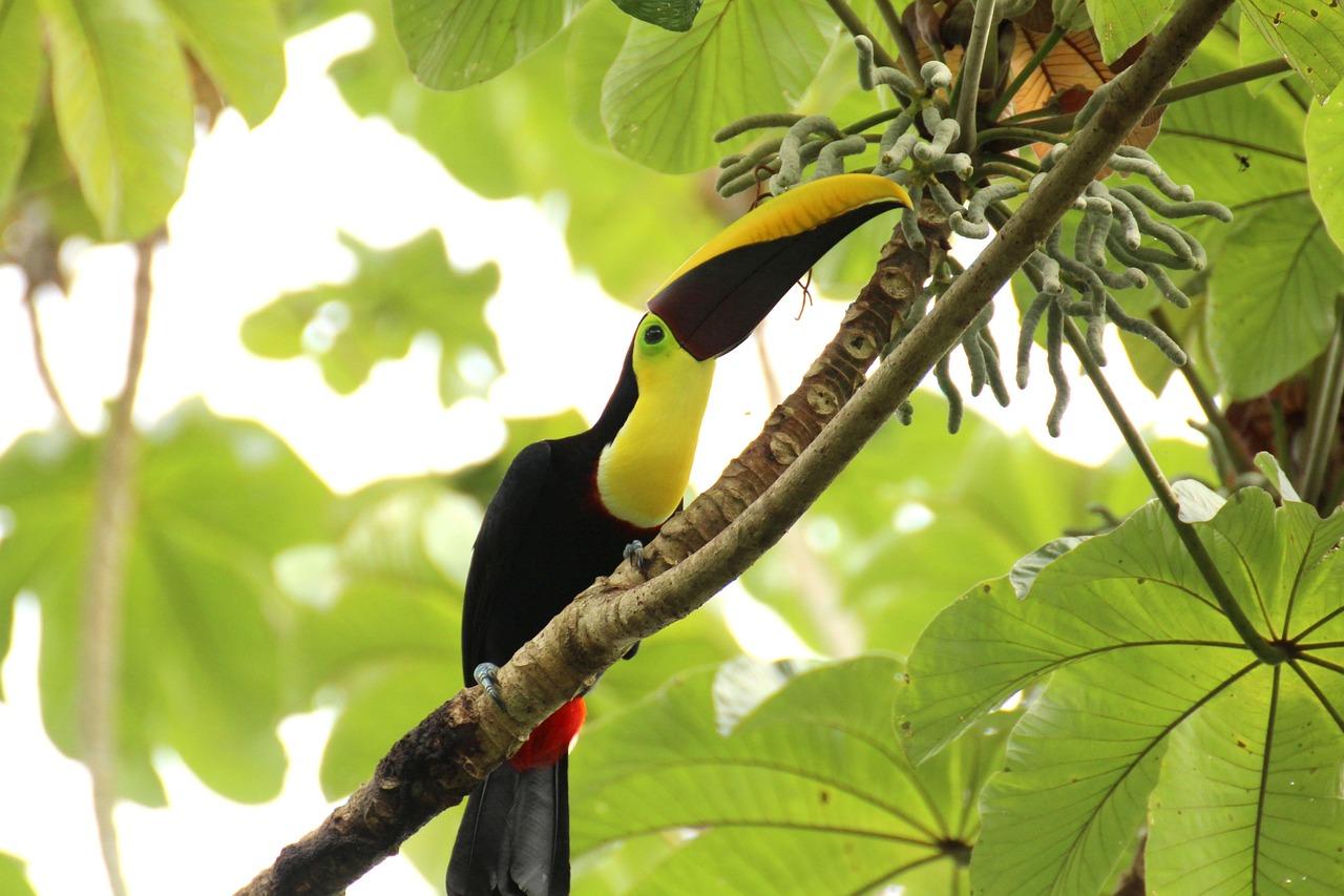 Tukan w Manuel Antonio
