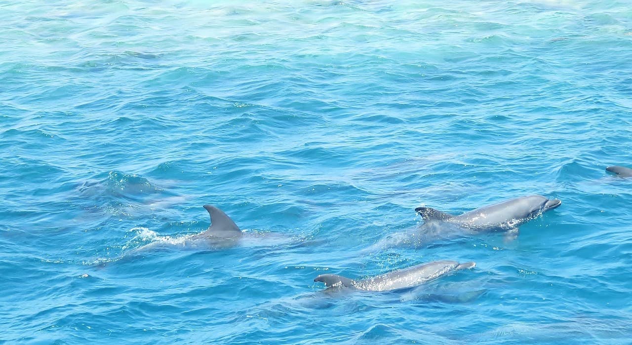 Delfin w rezerwacie morskim w Hurghadzie