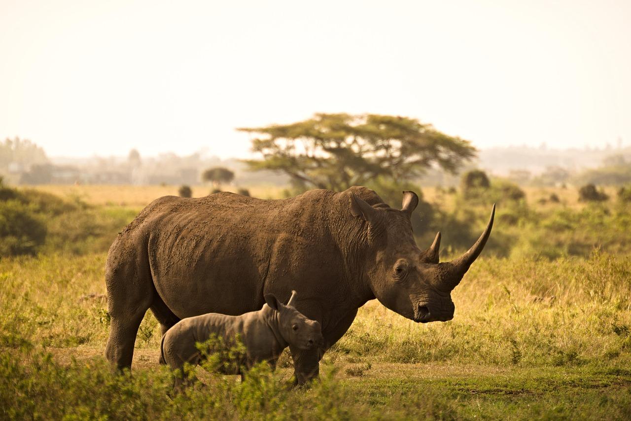 Widok na Nairobi National Park