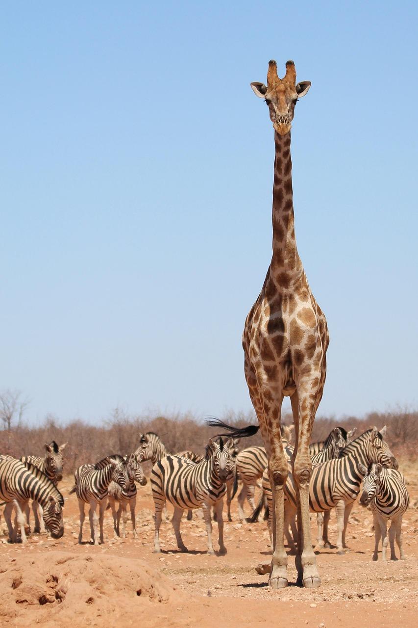 Giraffe Centre w Nairobi