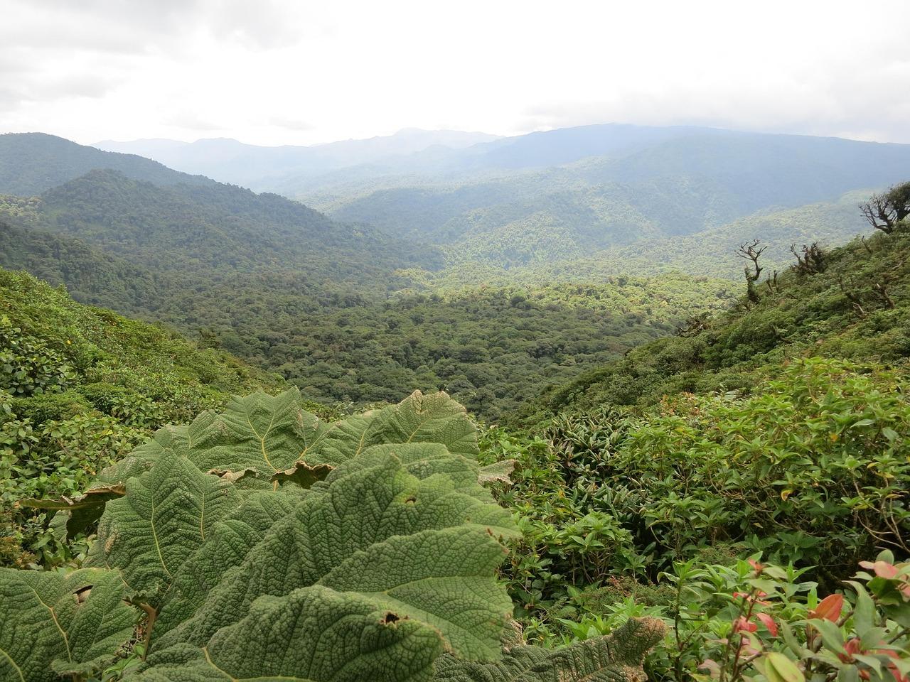 Bajkowy widok lasu mglistemu w Monteverde