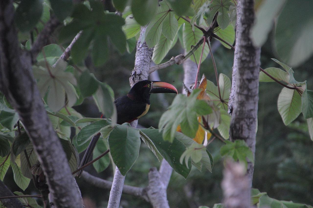 Widok na drogę do Manuel Antonio