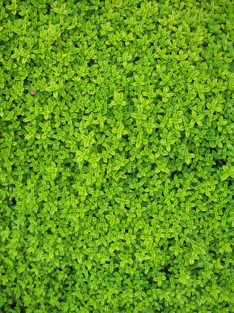 Ogród botaniczny w Puli