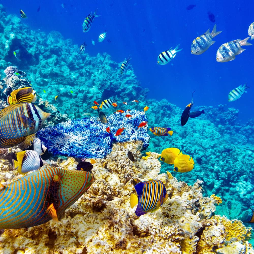 Egipt - Marsa Alam Holiday Tour - EGIPT