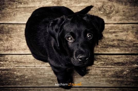 Czarny szczeniak labradora siedzi na drewnianej podłodze, patrząc w górę.